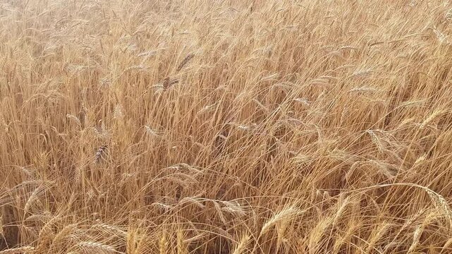 Panoramic sweep of golden wheat field reveals grain-laden stalks swaying and bending gracefully in the breeze; grain heads undulate in rhythmic waves while the delicate, subtle texture of each stalk