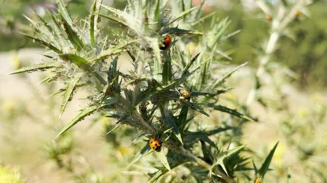 Tiny ladybugs crawl across a sharp yellow star-thistle plant in Crimea. This resilient nature scene feels peaceful and curious, highlighting the small wonders found in the wild.