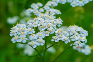 Achillea millefolium, known as common yarrow © artemstepanov