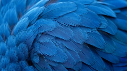 Obraz premium Parrot feathers overlapping in close up texture study