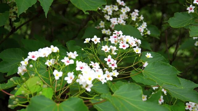 Delicate white tung oil tree flowers, also known as vernicia fordii, blooming in a lush green forest during springtime, with the blossoms gently swaying in a soft breeze on a sunny day