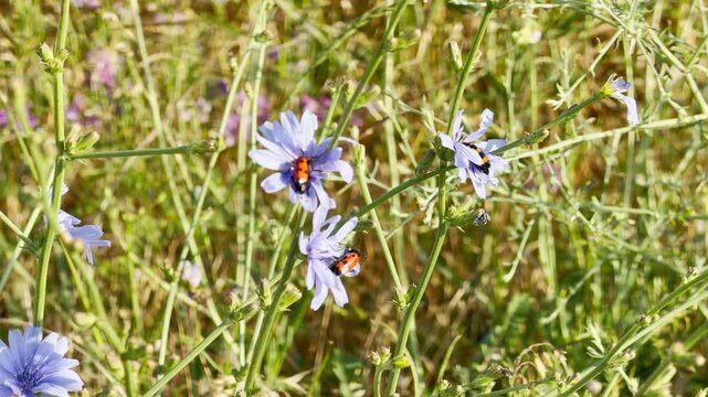 Leaf beetles crawl over delicate blue chicory flowers in a sunny field in Crimea. This vibrant nature scene brings feelings of peaceful harmony and joy.