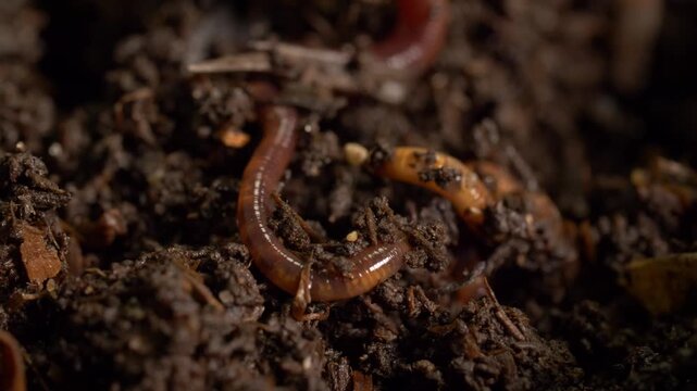Earthworms in compost soil, close-up