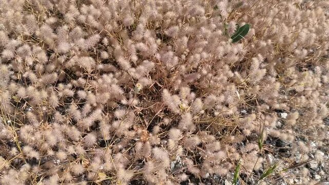 Close up texture of dry fuzzy weeds in nature.