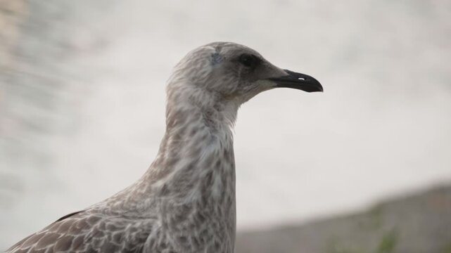 Close-up portrait of a juvenile seagull looking aside with soft focus background