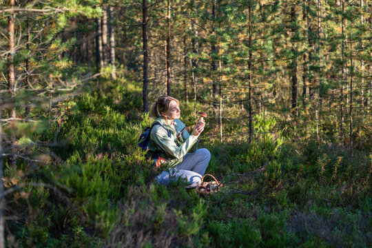 Woman forager picking mushrooms in forest, sitting in heather, holding boletus mushroom in hands, positive female harvesting porcini for culinary purposes. Walks in an autumn pine forest