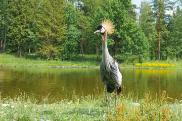 Obraz premium Exotic elegant grey crowned crane with a striking golden crown standing gracefully near a serene pond surrounded by lush greenery and wildflowers in a natural habitat setting