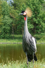Obraz premium Exotic grey crowned crane with a striking golden crown standing gracefully near a tranquil body of water surrounded by lush green vegetation in a natural habitat