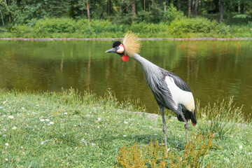 Obraz premium Exotic grey crowned crane with a striking golden crown standing on green grass near a tranquil pond surrounded by lush vegetation and trees in a natural setting