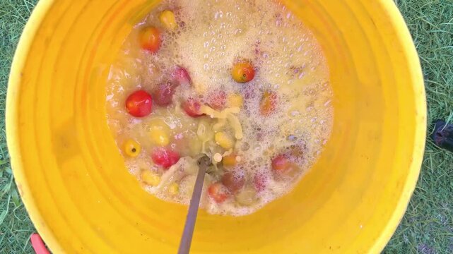 Person mixing freshly picked hog plums in a yellow bucket