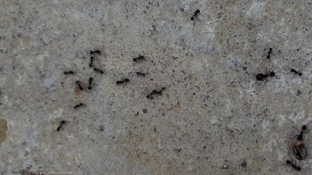 An intimate close-up of ants gripping dried herbs in their strong mandibles, with another hauling a husked Ricinus communis seed while others traverse the wall foraging for food.