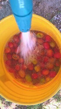 Washing freshly harvested jocote fruits in bucket