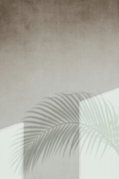 Palm Leaf Shadow soft Minimalist Light Wall Background