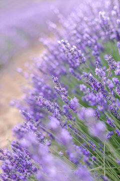 Sunset over a summer lavender field. Landscape with rows of lavender fields