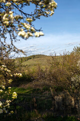Fototapeta premium Spring blossom landscape with rolling green hills under blue sky. White flowering tree branches frame rural countryside view