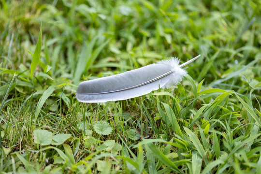 A single bird feather resting on green grass, creating a simple natural scene that evokes freedom, fragility, solitude and the beauty of the outdoors.
