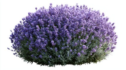 Fototapeta premium A dense, flowering lavender shrub isolated on white background