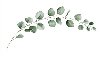 Obraz premium Watercolor eucalyptus branch isolated on white background