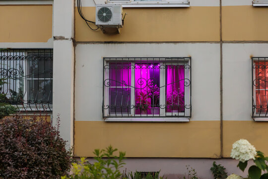 Indoor plants growing under purple LED lighting, home gardening, horticulture and urban cultivation.