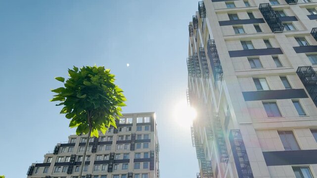 A green tree stands tall as the bright sun shines beautifully between modern high-rise buildings in Simferopol, Crimea. This peaceful urban view brings a hopeful and cheerful feeling.