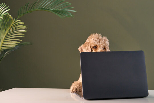 The curly beige dog head barely rises above the black computer lid. The shot is framed with houseplants and soft light.