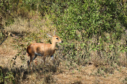 Afrikanischer Steinbock / Steenbok / Raphicerus campestris