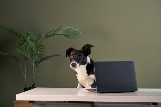 The dog looks directly at the camera over a computer. Green leaves and studio light create a warm workspace mood.