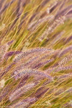 Close Up Fuzzy Ornamental Grass Purple Plumes Soft Focus Natural Texture