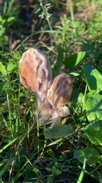 Decorative morel mushrooms for festive autumn holiday table decor