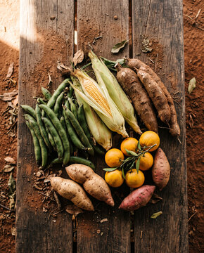 Colheita de produtos agr&iacute;colas frescos: milho, feij&atilde;o-vagem, mandioca, batata-doce e tangerina sobre mesa de madeira r&uacute;stica na ro&ccedil;a