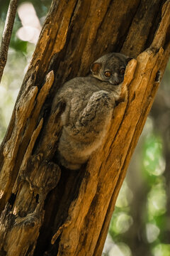 View of a lemur resting in the hollow of a tree trunk at the Reserve speciale d'Ankarana, Diana, Madagascar.