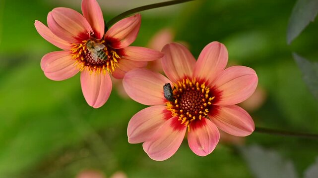 Honey bee collecting pollen on an orange Dahlia flower.Close-up of a honeybee pollinating a single vibrant orange dahlia flower in a summer garden. Macro shot with selective focus, capturing wildlife 
