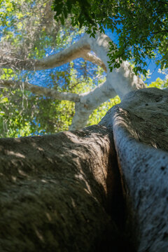 View of a large, textured tree trunk with thick bark and branches reaching towards a bright blue sky in the Ankarana Special Reserve in Diana, Madagascar.