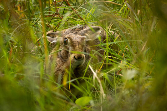 Hase versteckt im Gras
