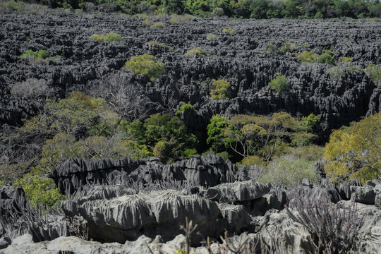 View of the sharp limestone pinnacles of the Ankarana Special Reserve with scattered green trees and rugged rock formations in Diana, Madagascar.