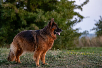 Close-up profile portrait of a panting long-haired German Shepherd outdoors © Piotr