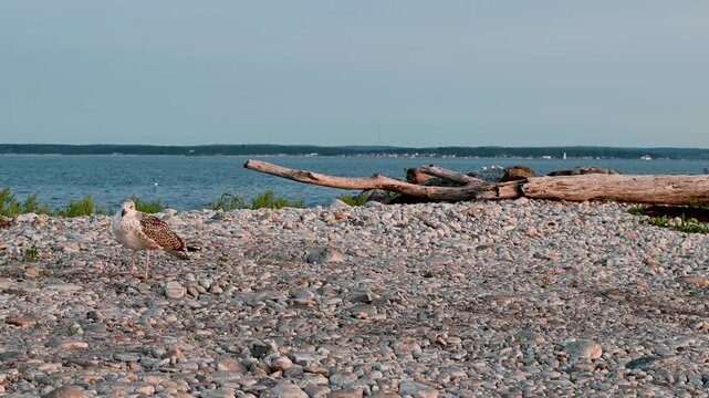 Fishers Island, New York, USA - Seagull on Rocky Shore with Driftwood and Distant Pequot Lighthouse