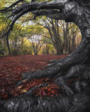 View of the ancient beech trees with gnarled roots and a carpet of fallen autumn leaves in the Riserva Naturale del Monte San Vicino e del Monte Canfaito in Apiro, Marche, Italy.