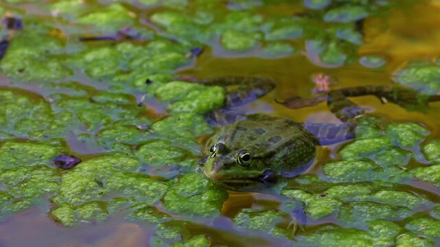 Common frog, Rana temporaria, reptiles croaking in the water, also known as the European common frog or European grass frog is a semi-aquatic amphibian of the family Ranidae 