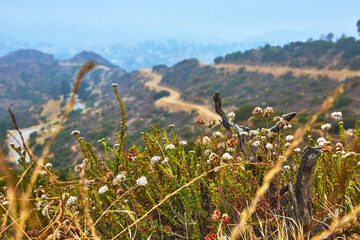 Fototapeta premium Griffith Park Trail with Wildflowers and Foggy Hills in Los Angeles California