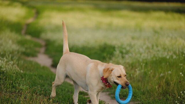Playful Labrador Retriever Dog Running and Fetching Blue Ring Toy in Summer Park