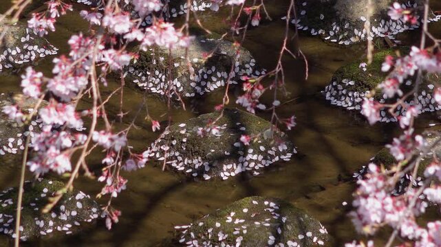 Oriental turtle dove taking off from a stone covered with cherry blossom petals framed by weeping cherry blossoms in 4K