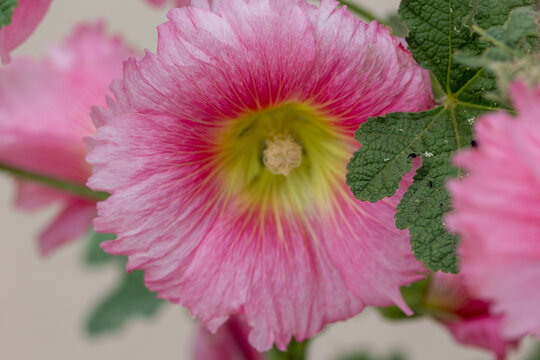 close up of pink flower hollyhock