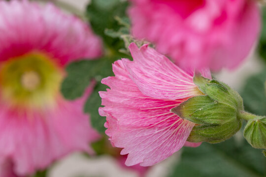 pink rose flower hollyhock