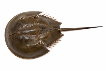 Fototapeta premium Closeup of a freshwater stingray gliding over sandy riverbed with long tail