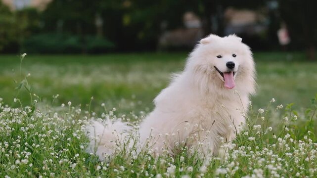 Fluffy White Samoyed Dog Sitting in Clover Field Looking at Camera Outdoors