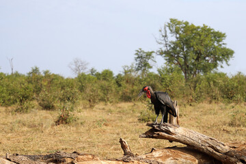 Kaffernhornrabe / Southern ground hornbill / Bucorvus leadbeateri © Ludwig