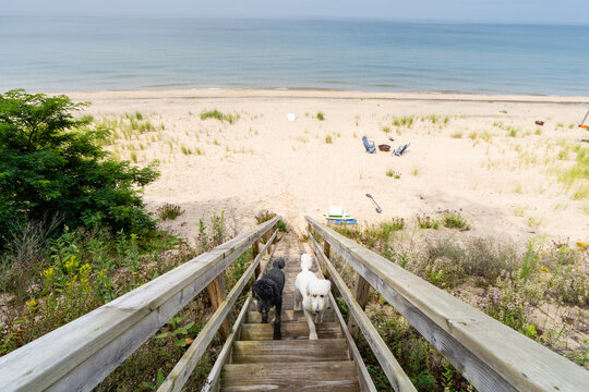 Two dogs climbing wooden beach stairs above Lake Michigan in Holland, Michigan