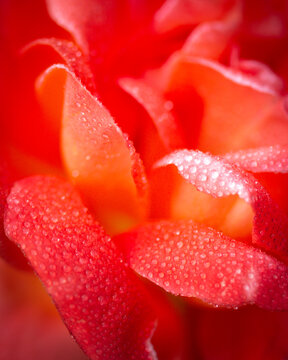 close up of red rose