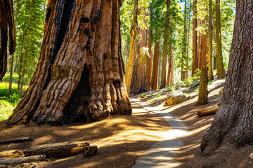 Obraz premium Giant sequoias tower along Congress Trail path